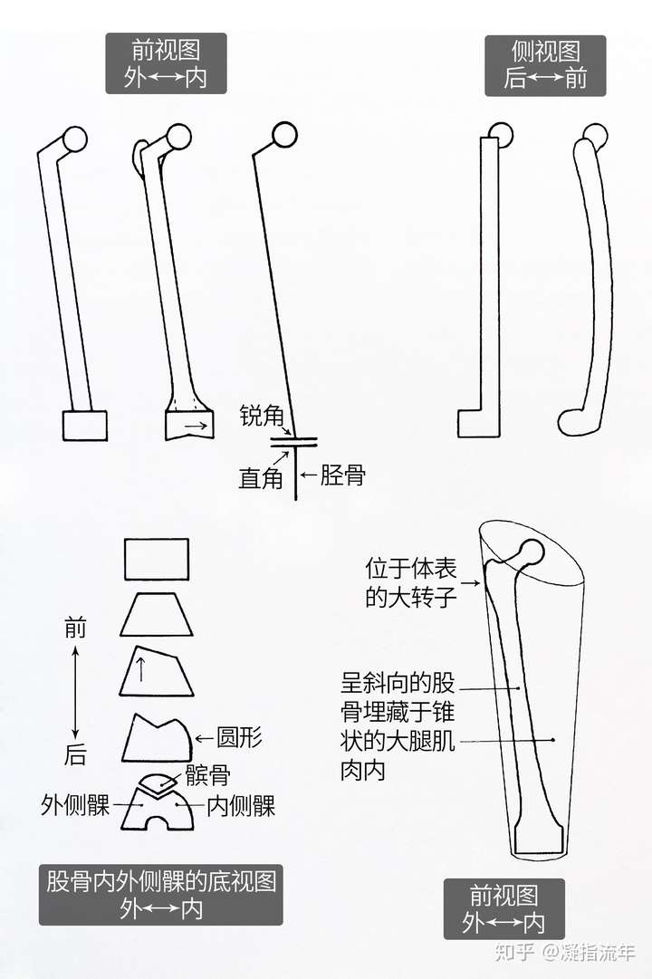 坚持学画:人体结构之骨骼部分——股骨