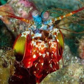 雀尾螳螂虾,学名蝉形齿指虾蛄(odontodactylus scyllarus),属于节肢