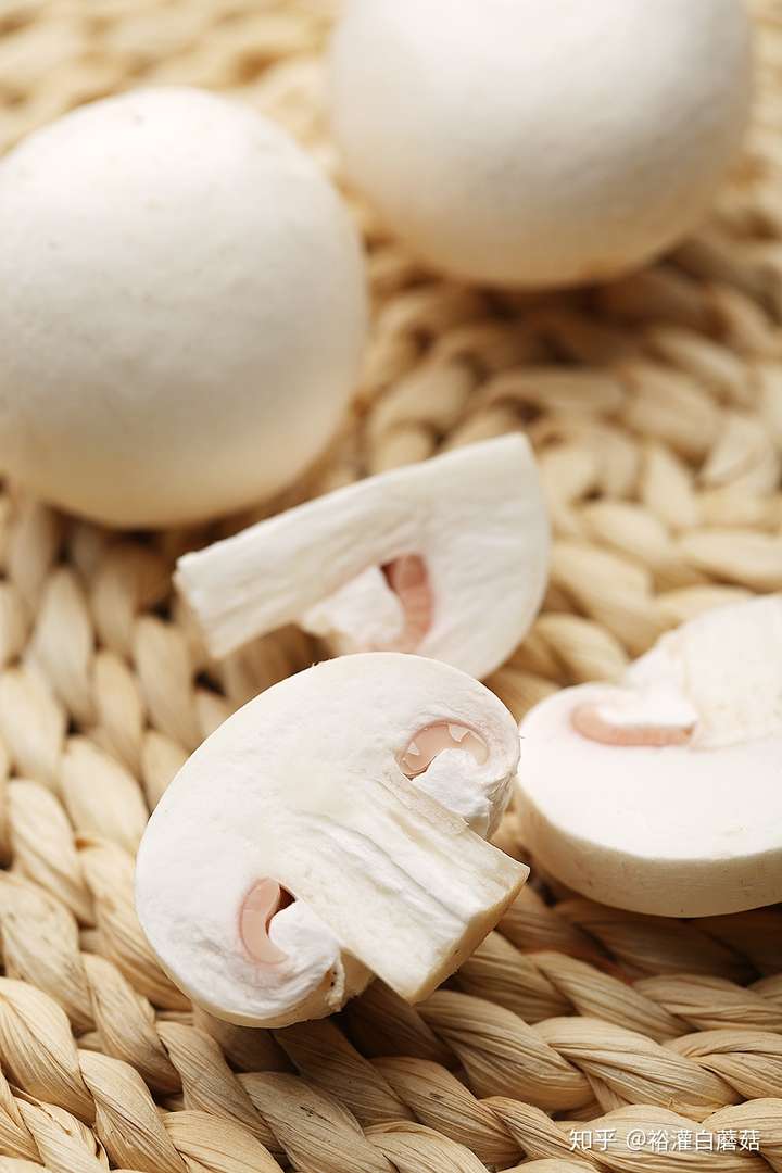 mongolicum imai,别名:口蘑,白蘑菇属于白色伞菌属野生蘑菇,含有丰富
