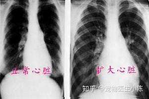 狗狗为什么会出现心脏肥大