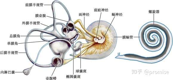 promise 内耳位于颞骨,因结构走向复杂,也称迷路.