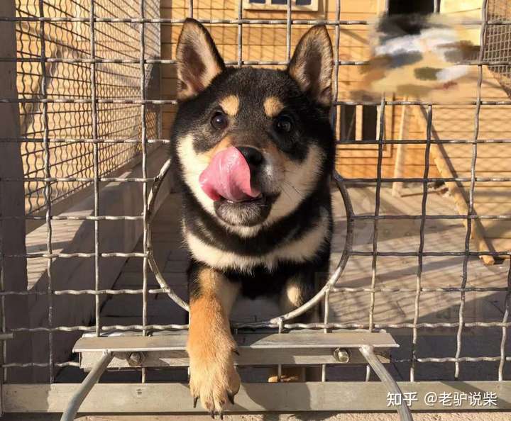 有没有靠谱柴犬犬舍推荐,西安本地的最好?