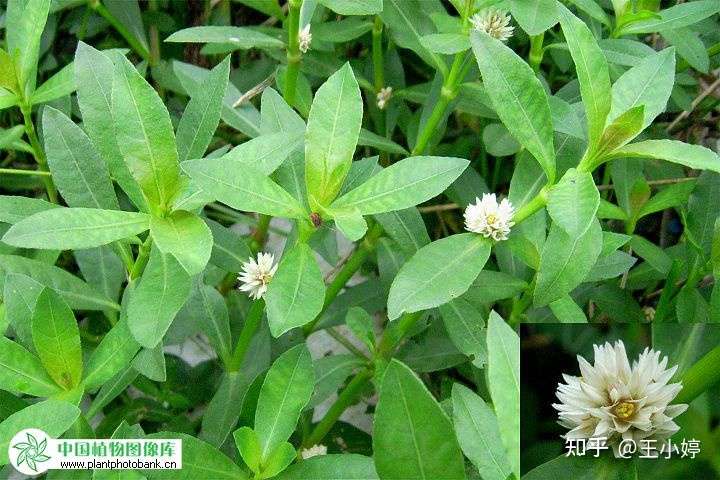 像水蚂蚁菜,学名喜旱莲子草又叫空心莲子草