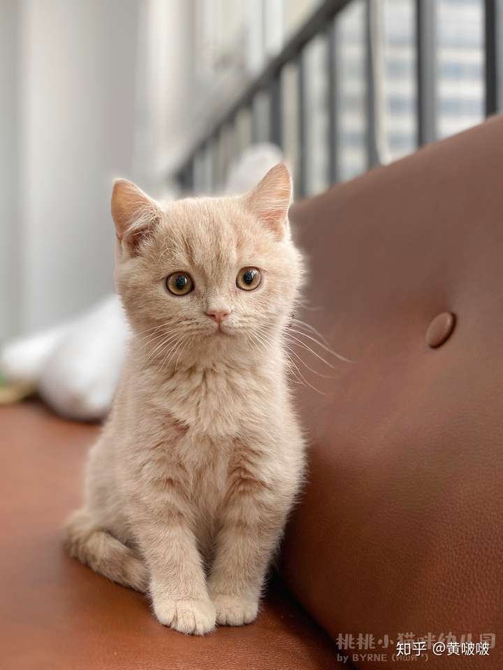 我家的猫咪是什么品种呢,有的说乳色英短,有的说乳白英短,我都搞不灵