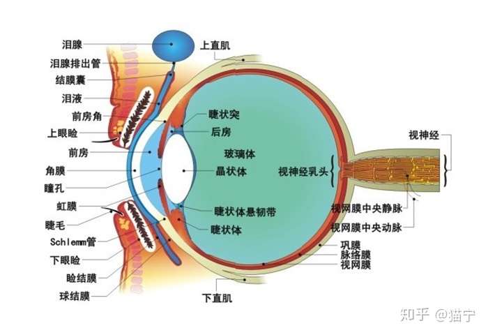 戴什么样的美瞳可以让眼睛有神