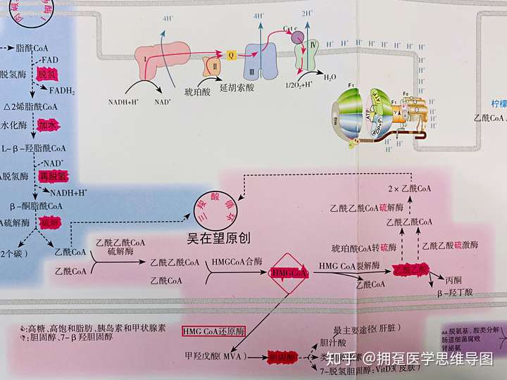 糖代谢产生的乙酰coa为什么不能合成酮体?