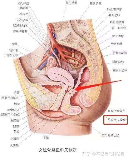 卫生棉条正确放置位置应该是阴道[后穹隆],见下图,是阴道比较深的