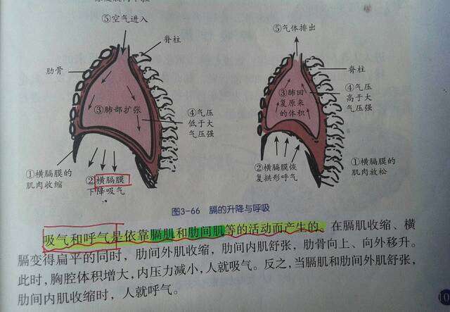 跑步的时候为什么会岔气?