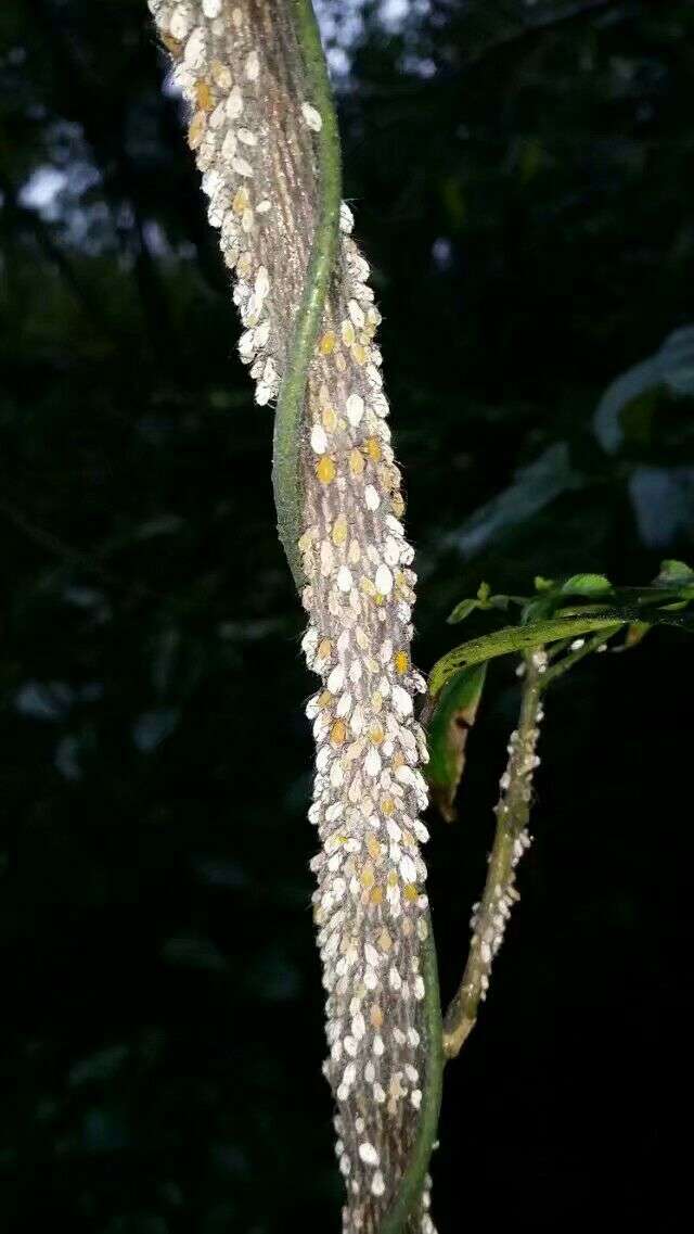 为什么寄生虫只寄生动物不寄生植物?