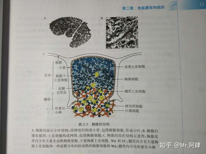 实际上,这种缩小是由于胸腺的皮质和髓质被脂肪组织取代,胸腺微环境