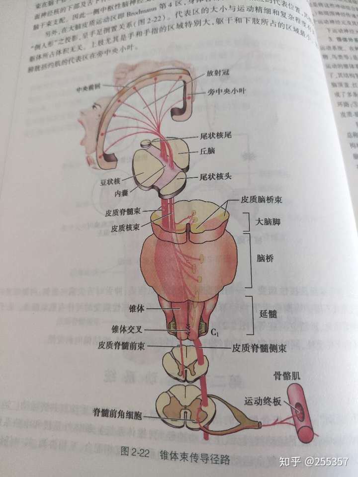 经过脑干交叉下行到脊髓前脚,从及脊髓前脚发出支配骨骼肌随意运动