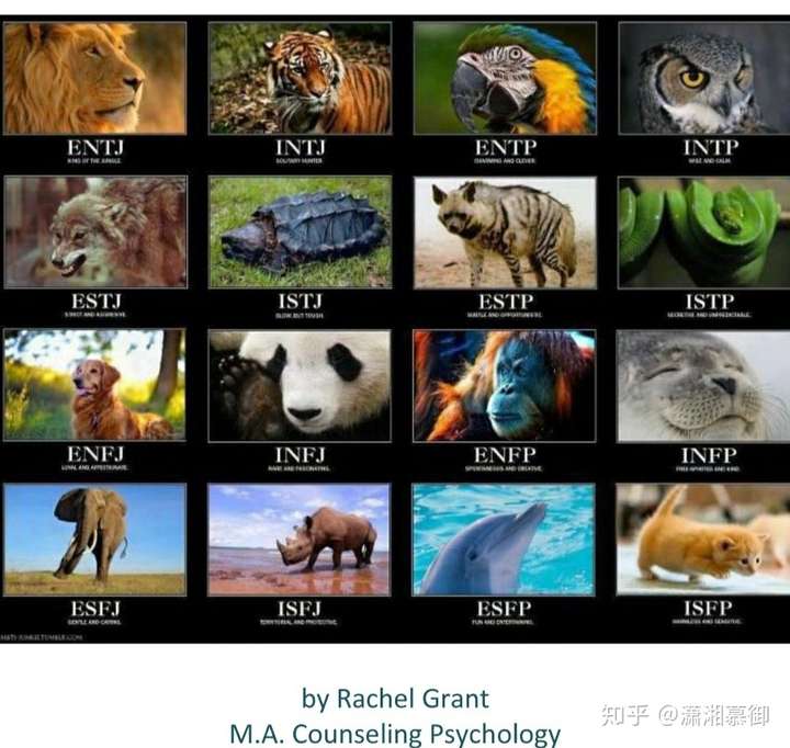 mbti/九型的各位把自己形象化为动物,你们觉得自己是哪种动物?