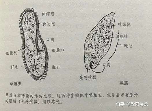 草履虫和裸藻的结构比较.(来源:jinse.com)