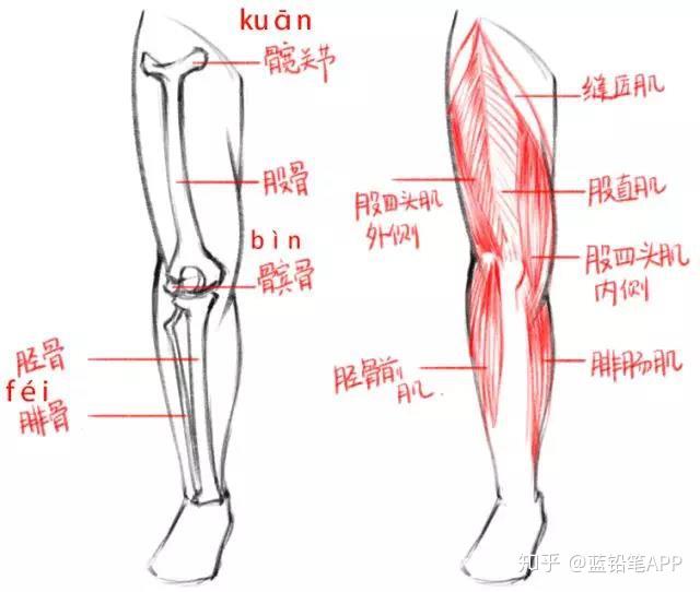 人站立时 无论是从正面或侧面看 从大腿,膝盖到小腿 是由几段不同