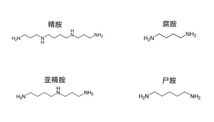 四种多胺,可以看到它们的结构和官能团都很相似