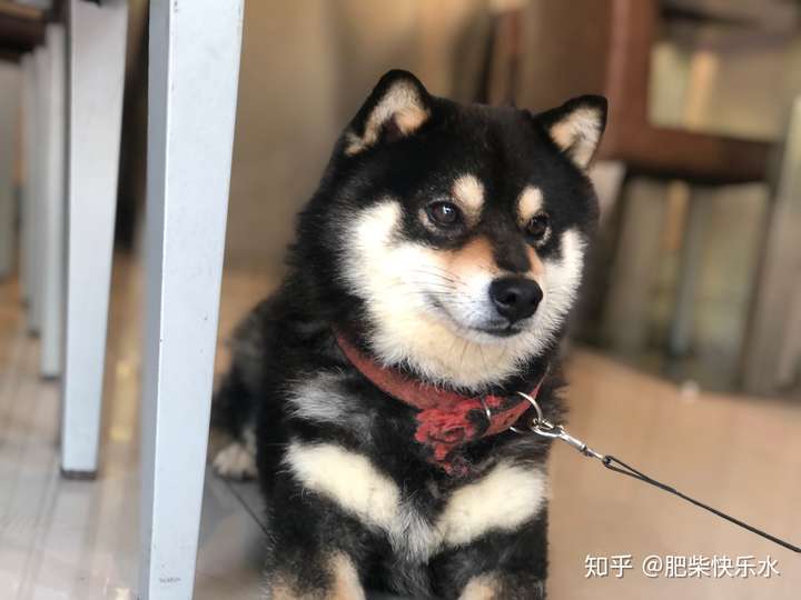 想养一只柴犬纠结黑柴还是黄柴?