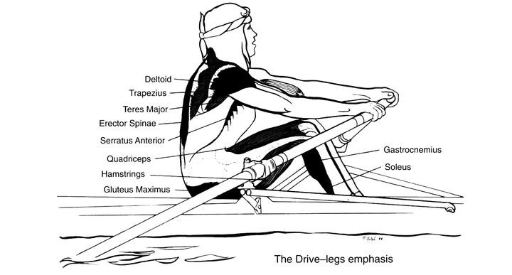 划船机真的锻炼肌肉吗