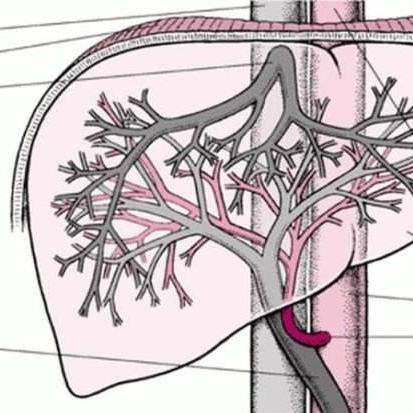 当产生病变时,静脉可经门静脉系统回血入心脏. 查看