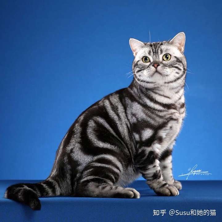 大家养的猫猫叫什么名字,都是什么品种的?