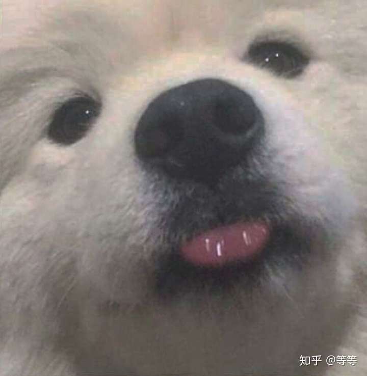 有没有和这个狗狗头像般配的情侣头像