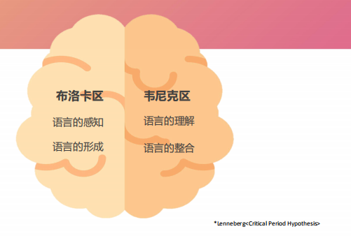 孩子的语言学习,其实是由左脑的 布洛卡区和右脑的 韦尼克区来负责的.