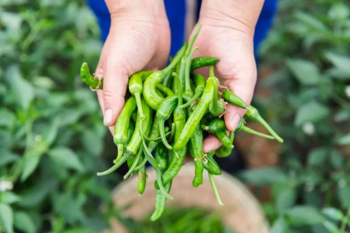 不是所有樟树港辣椒都叫阳雀湖樟树港辣椒