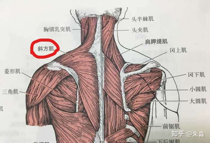 最快的改善斜方肌紧张发达的办法就是斜方肌注射肉毒素,因为肉毒素