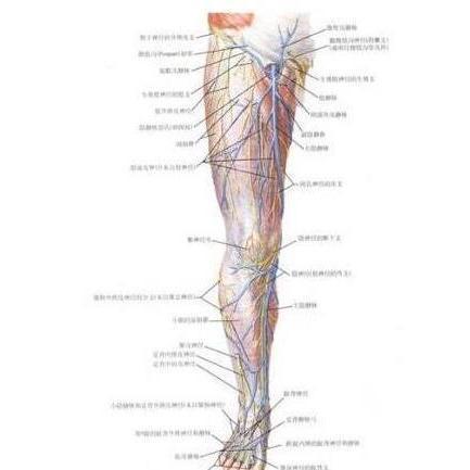 大隐静脉( great saphenous vein )起于足背静脉弓内侧端,经内踝前方