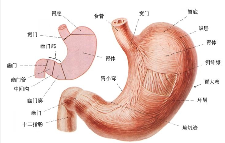 胃的肌层