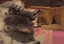 早期断奶会增加猫的攻击性和刻板行为