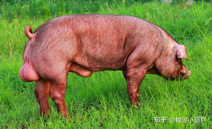 为什么猪每天吃草吃糠这些低热量没营养的东西还能长这么肥