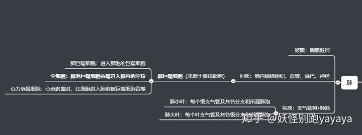 呼吸系统知识点思维导图