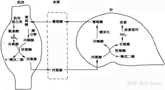 糖异生的发生过程,当外界葡萄糖来源不足,肌肉组织会作为蛋白质来源