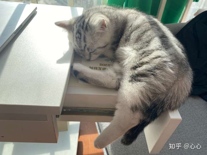 猫咪睡觉时为什么把身体蜷成团是一种自我保护，也可以保暖