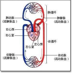 血液循环系统:心脏和血管构成的循环系统让血液在体内周而复始的沿一