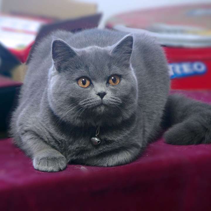 英短蓝猫挑选技巧