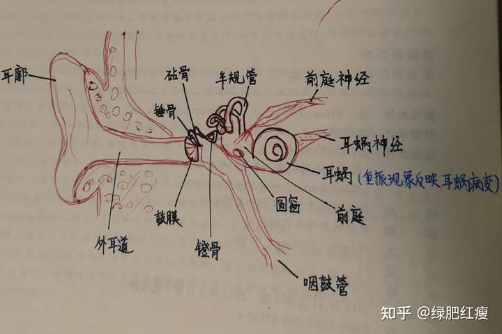 耳鸣可以简单分为主观性耳鸣和客观性耳鸣.