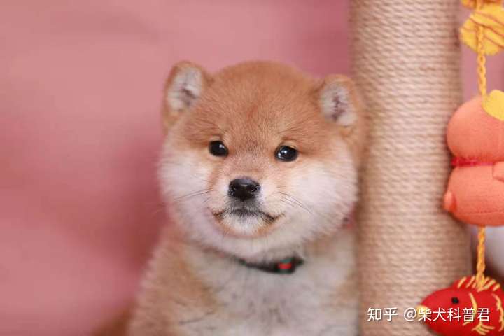 谁能帮我看下这个是柴犬还是土狗?