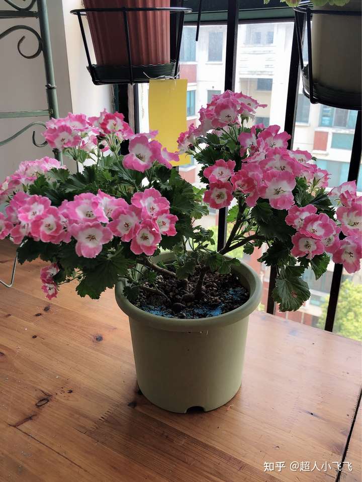 有什么好养活的一年能开两次花的家养花卉推荐