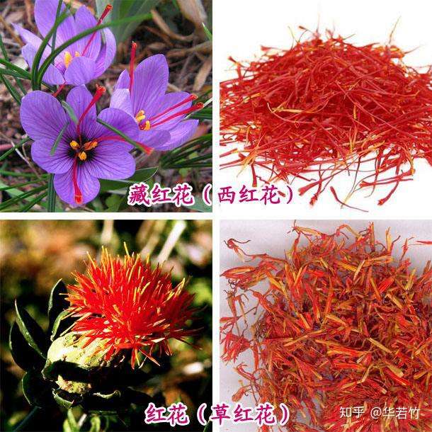 普通人通过外观,很容易区分藏红花和草红花.