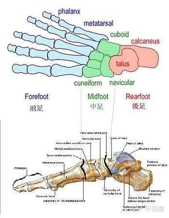 了解距骨足踝复合体的枢纽