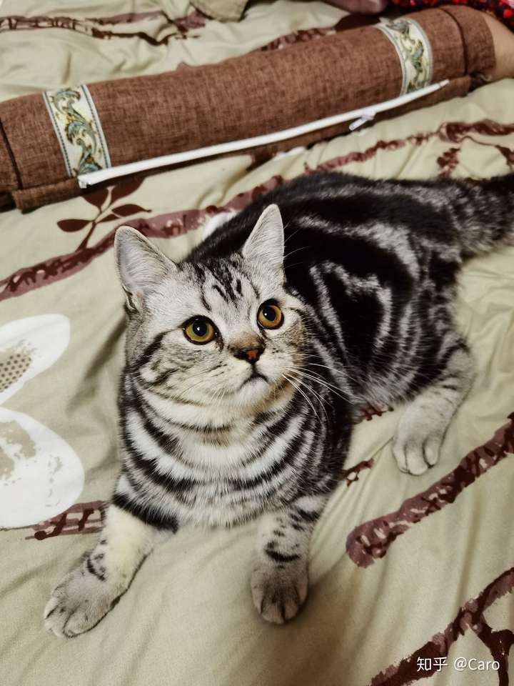 这只是狸花猫么为什么是美短和英短串出来的