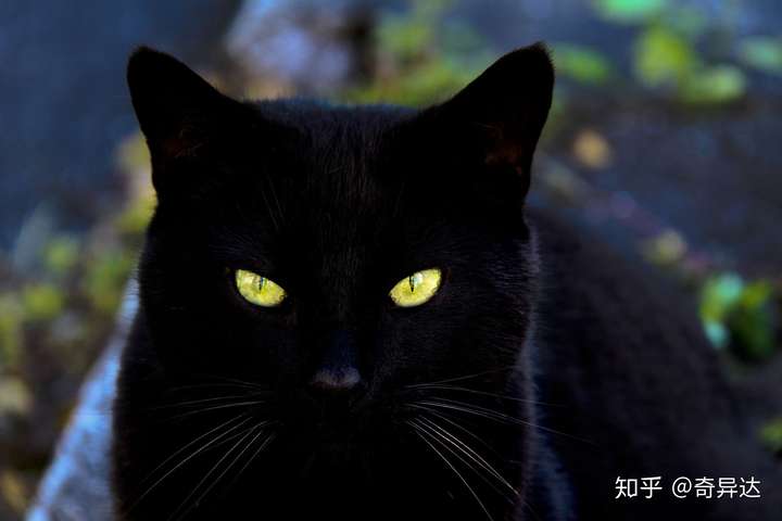 为什么我觉得猫是很恐怖的动物?