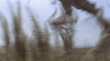 揭秘身轻如燕的轻功