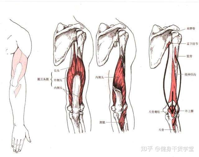 每天分享一块肌肉——肱三头肌