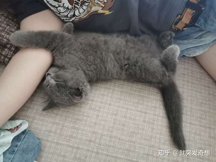 猫传腹带给人的初始恐惧