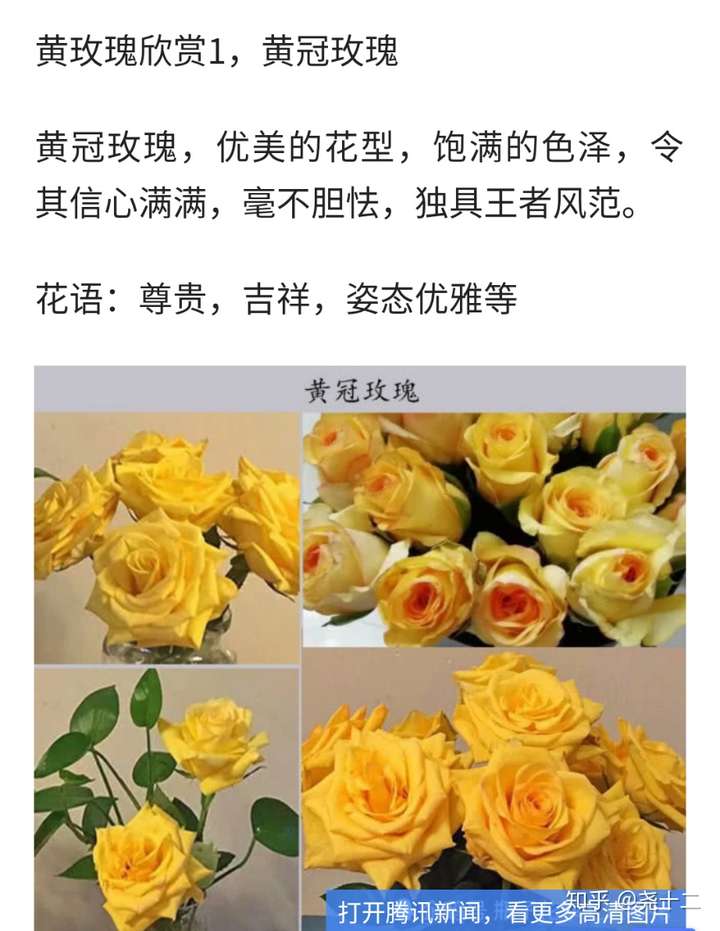 看图片应该是金枝玉叶黄玫瑰,花语很好的 祝幸福