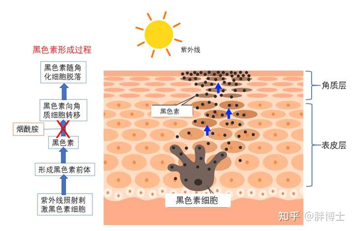 烟酰胺防止黑色素转移