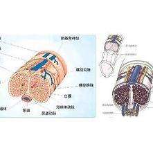 施行阴茎背神经阻断术后,可以降低阴茎头的敏感性,提高射精刺激阈