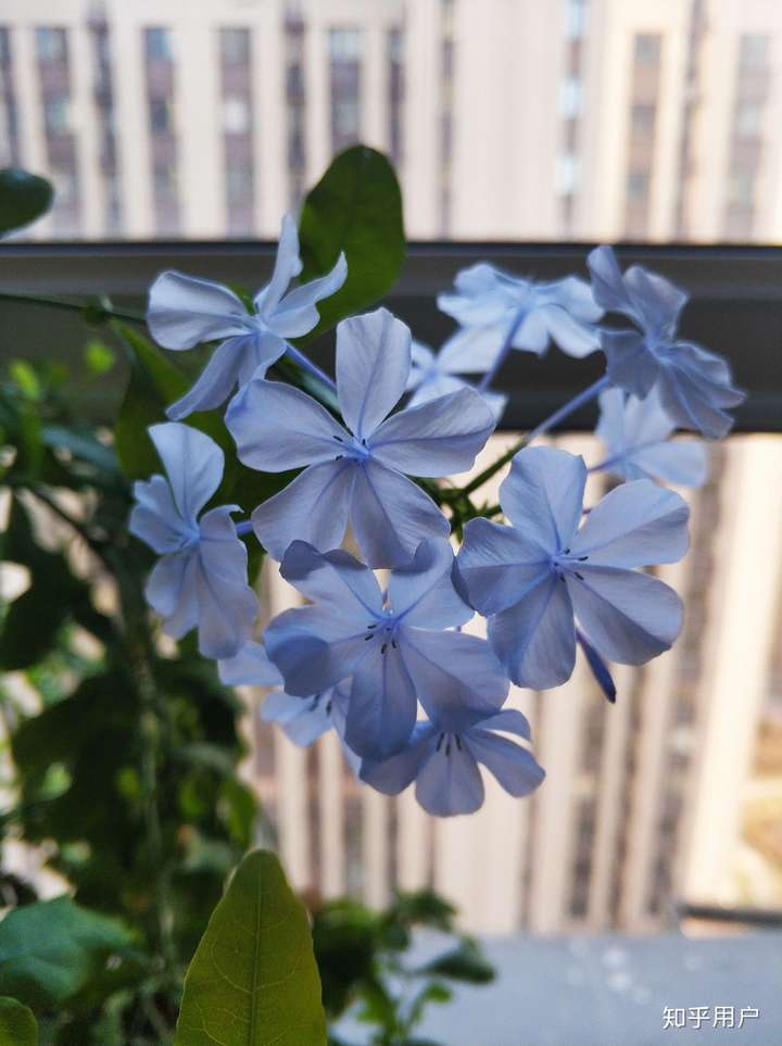 2.茶花